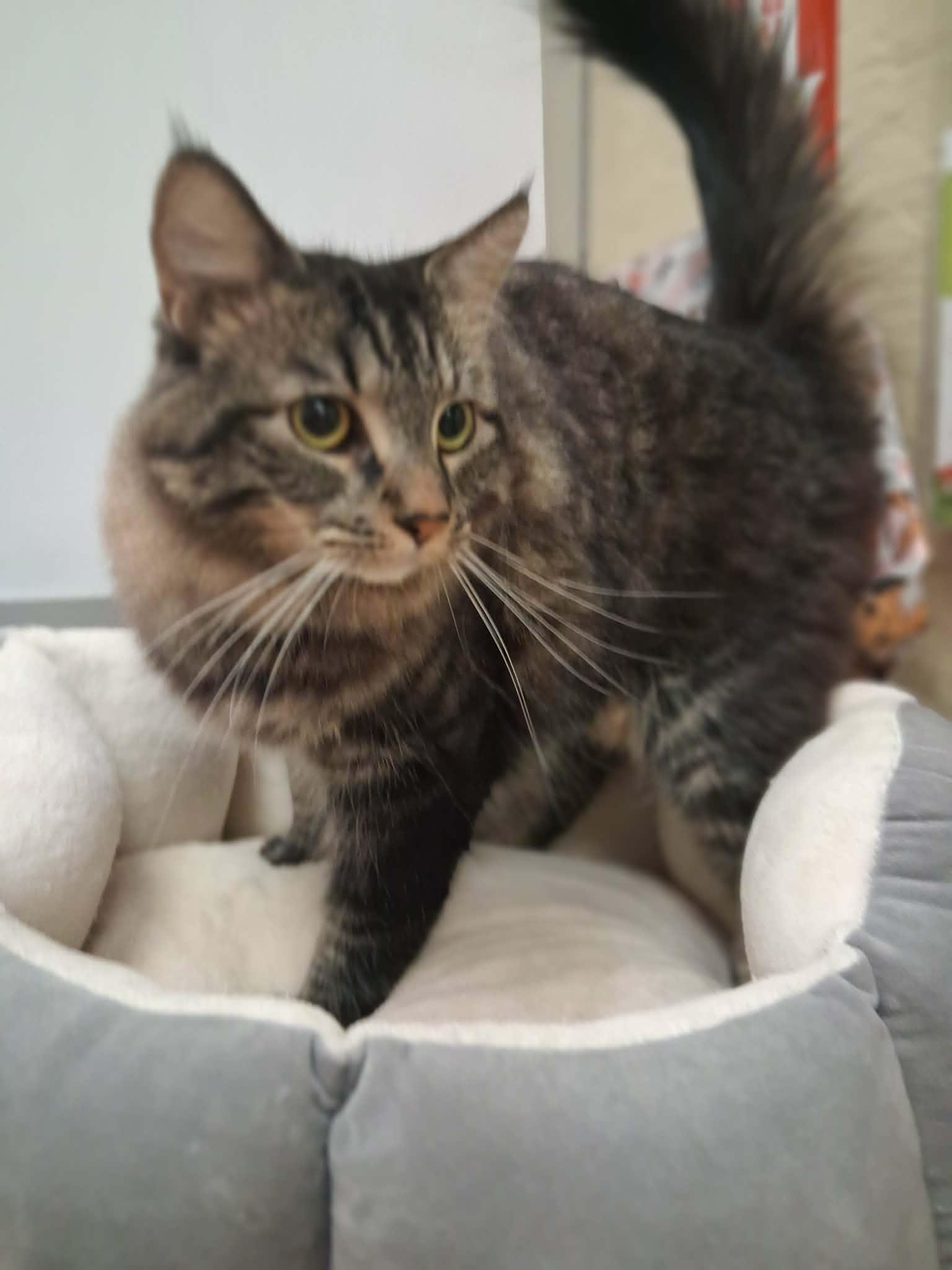 Enlarge Mowgli, a Adoptable mixed breed in Parlier, CA image 2/5