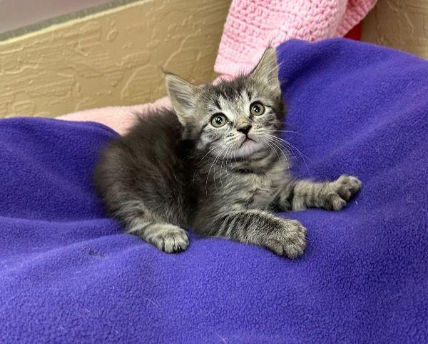 Enlarge Mowgli, a Adoptable mixed breed in Parlier, CA image 3/5