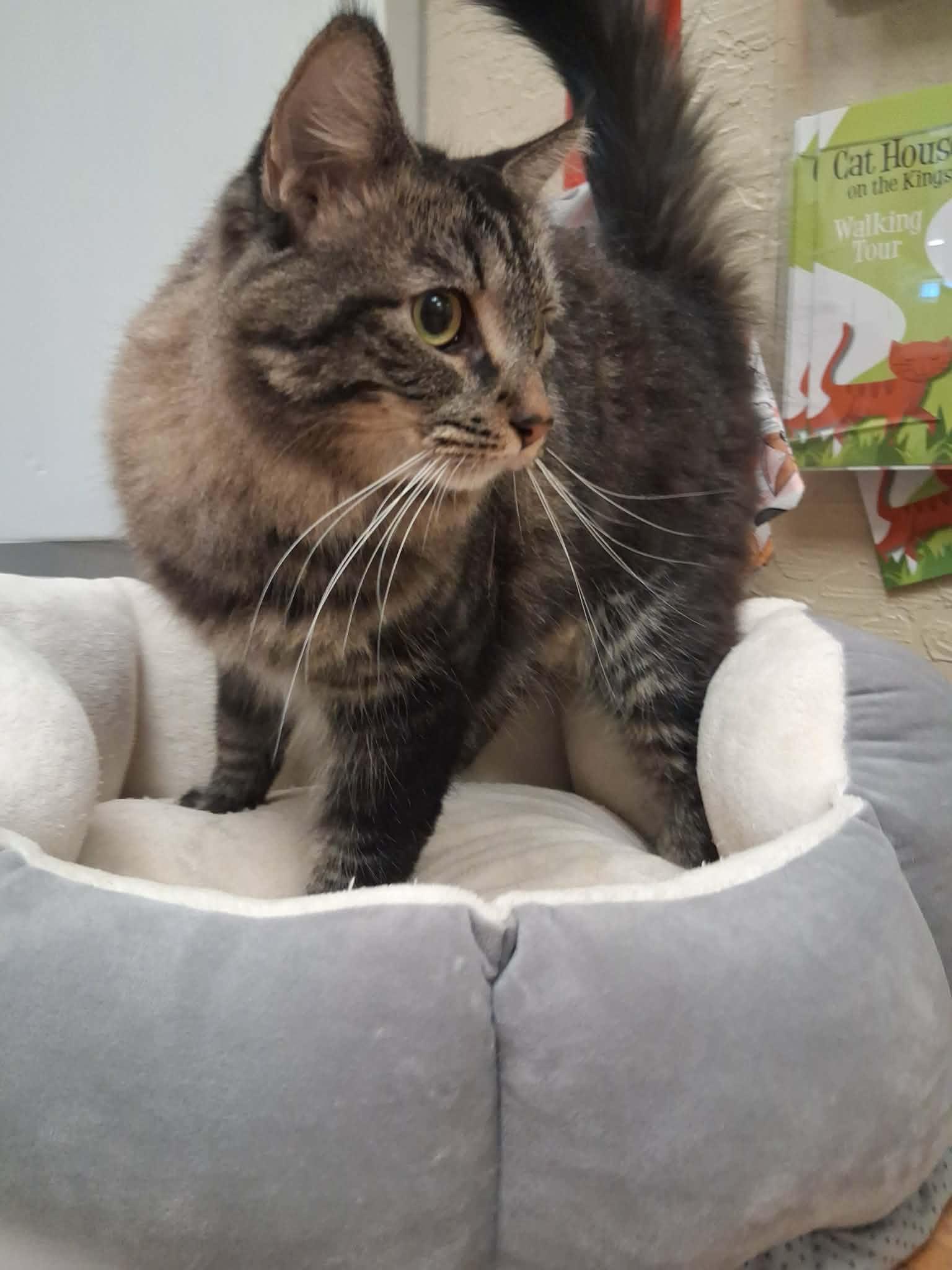 Enlarge Mowgli, a Adoptable mixed breed in Parlier, CA image 4/5