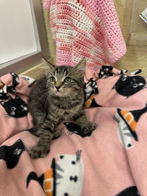 Enlarge Mowgli, a Adoptable mixed breed in Parlier, CA image 5/5
