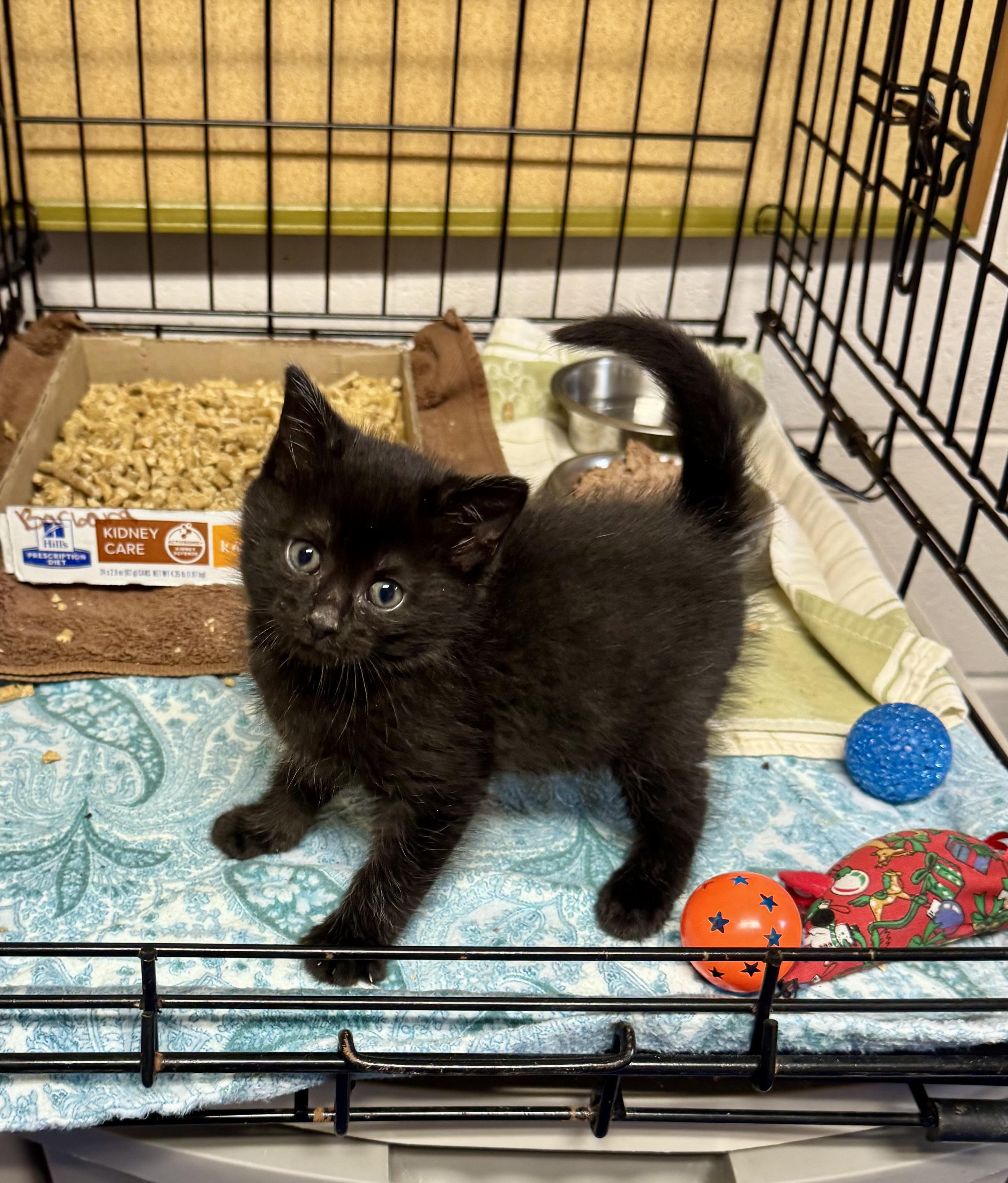 Goblin, Adopted, Kitten Male Domestic Short Hair.