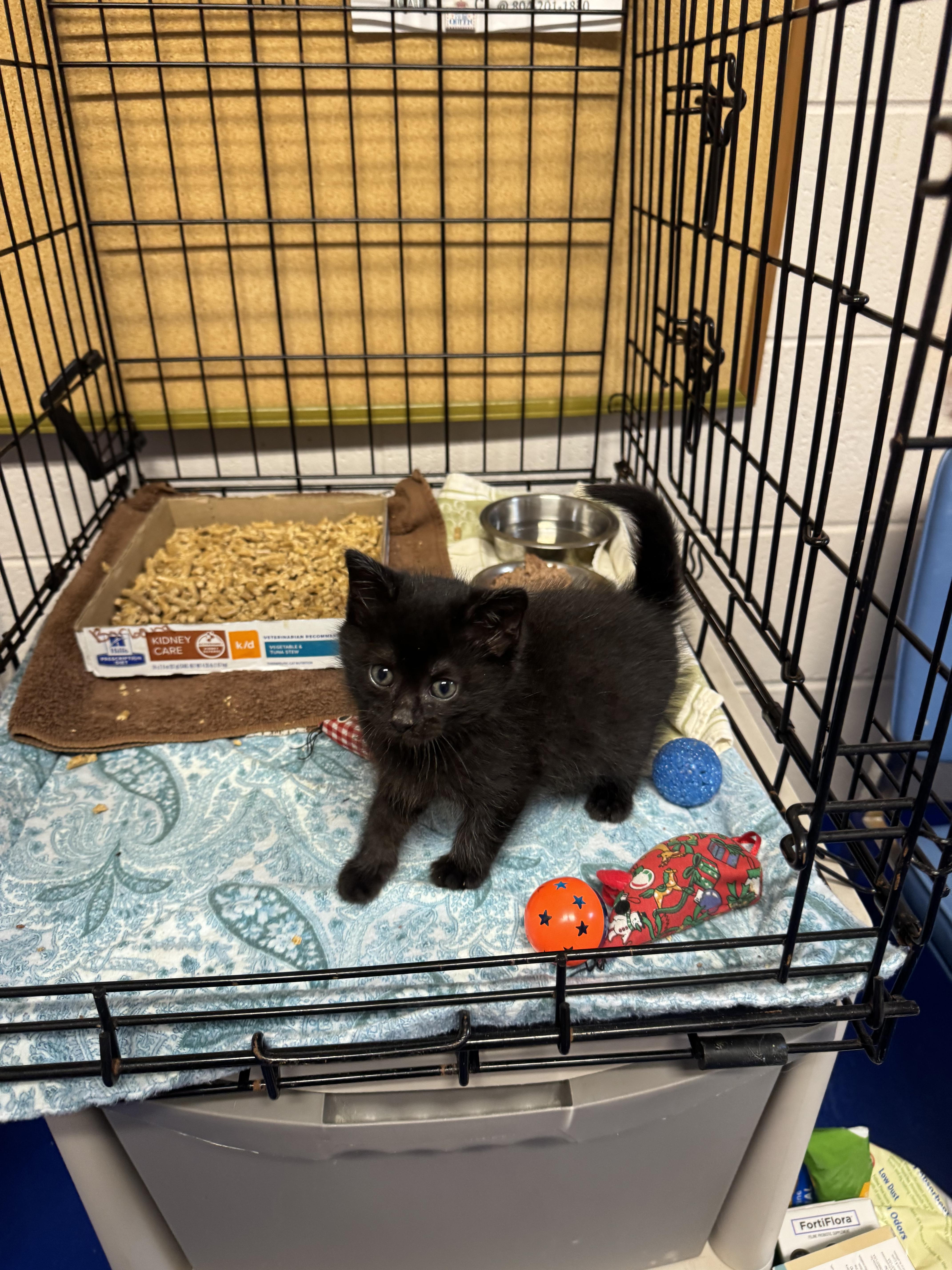 Goblin, a Adopted Domestic Short Hair in Providence Forge, VA image 2/3