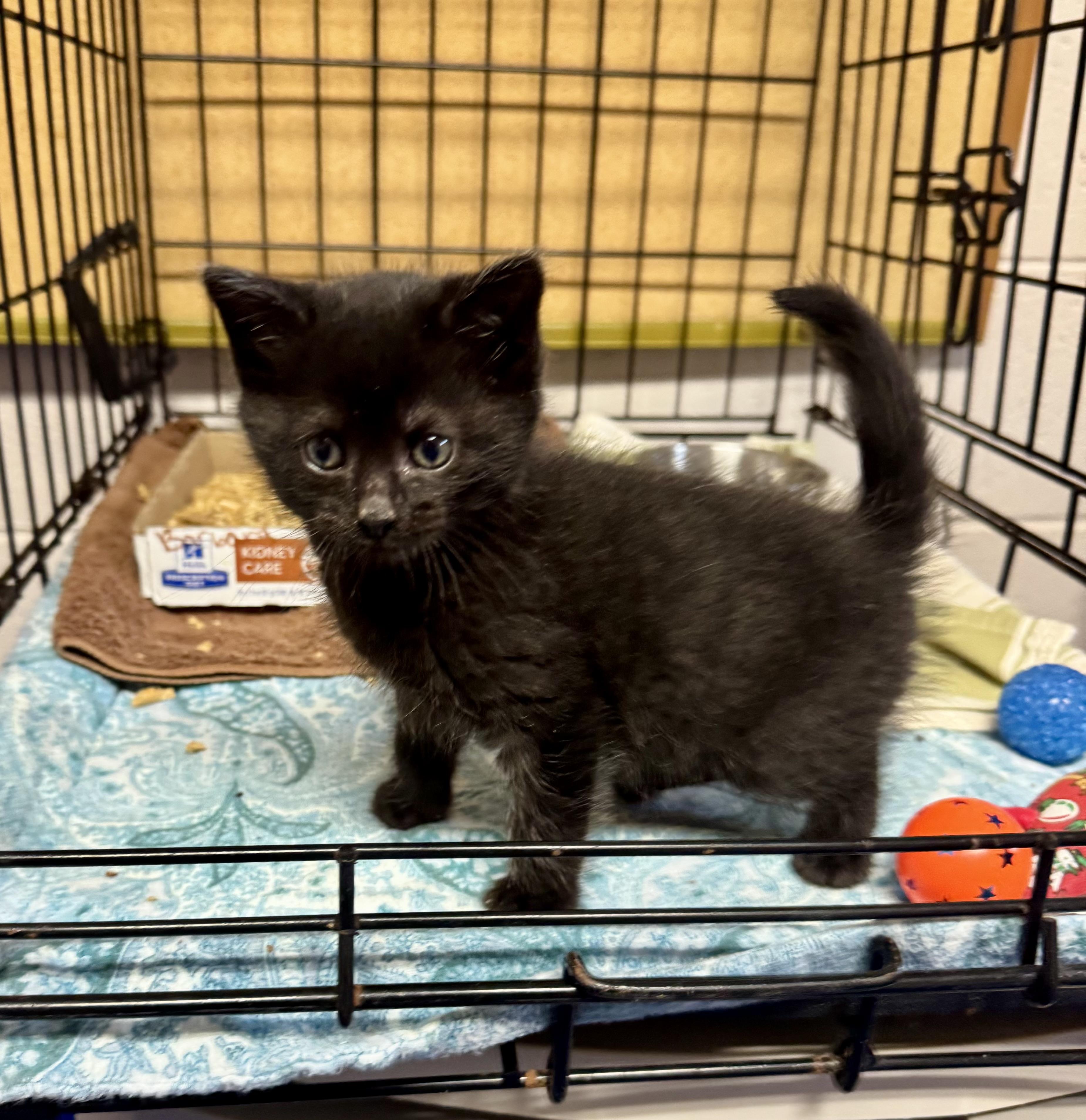 Goblin, a Adopted Domestic Short Hair in Providence Forge, VA image 3/3