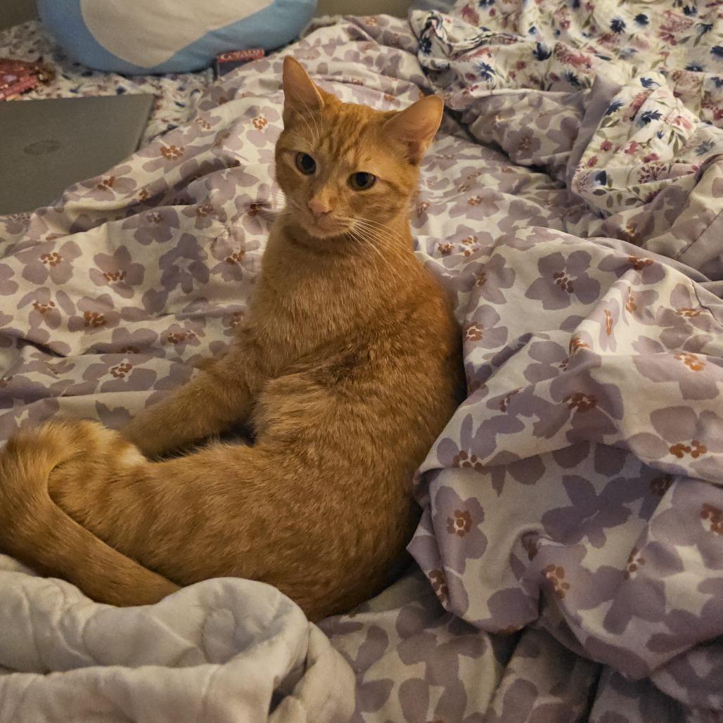 Reba 26-085, Adoptable, Young Female Domestic Short Hair.
