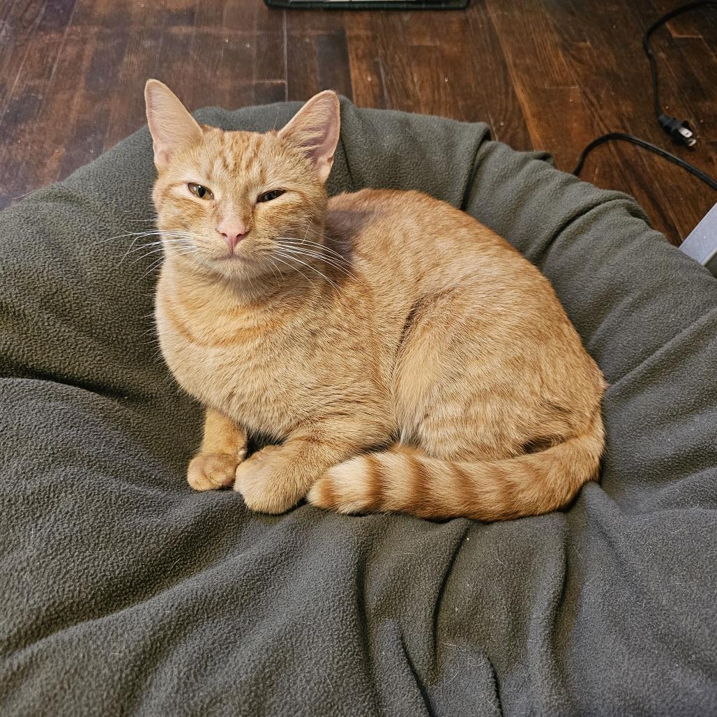 Enlarge Reba 26-085, a Adoptable Domestic Short Hair in Little Rock, AR image 3/5