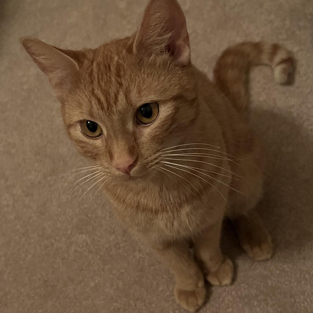 Enlarge Reba 26-085, a Adoptable Domestic Short Hair in Little Rock, AR image 4/5