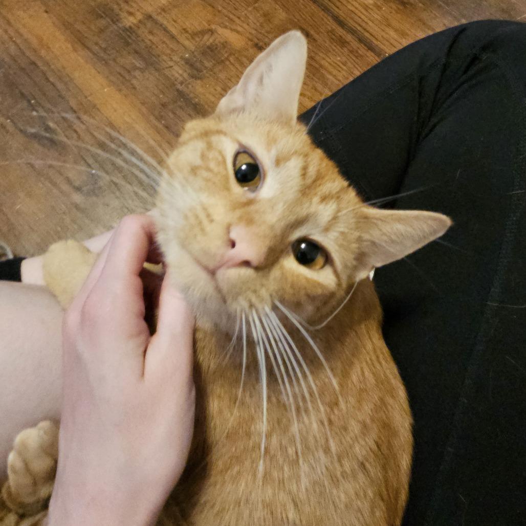 Enlarge Reba 26-085, a Adoptable Domestic Short Hair in Little Rock, AR image 5/5