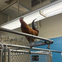 Enlarge Bean, a Adoptable Chicken in Cheyenne, WY image 1/2