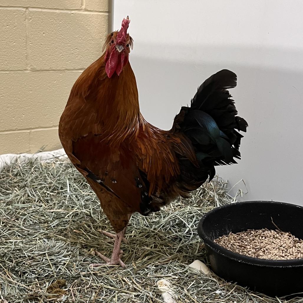 Enlarge Bean, a Adoptable Chicken in Cheyenne, WY image 2/2