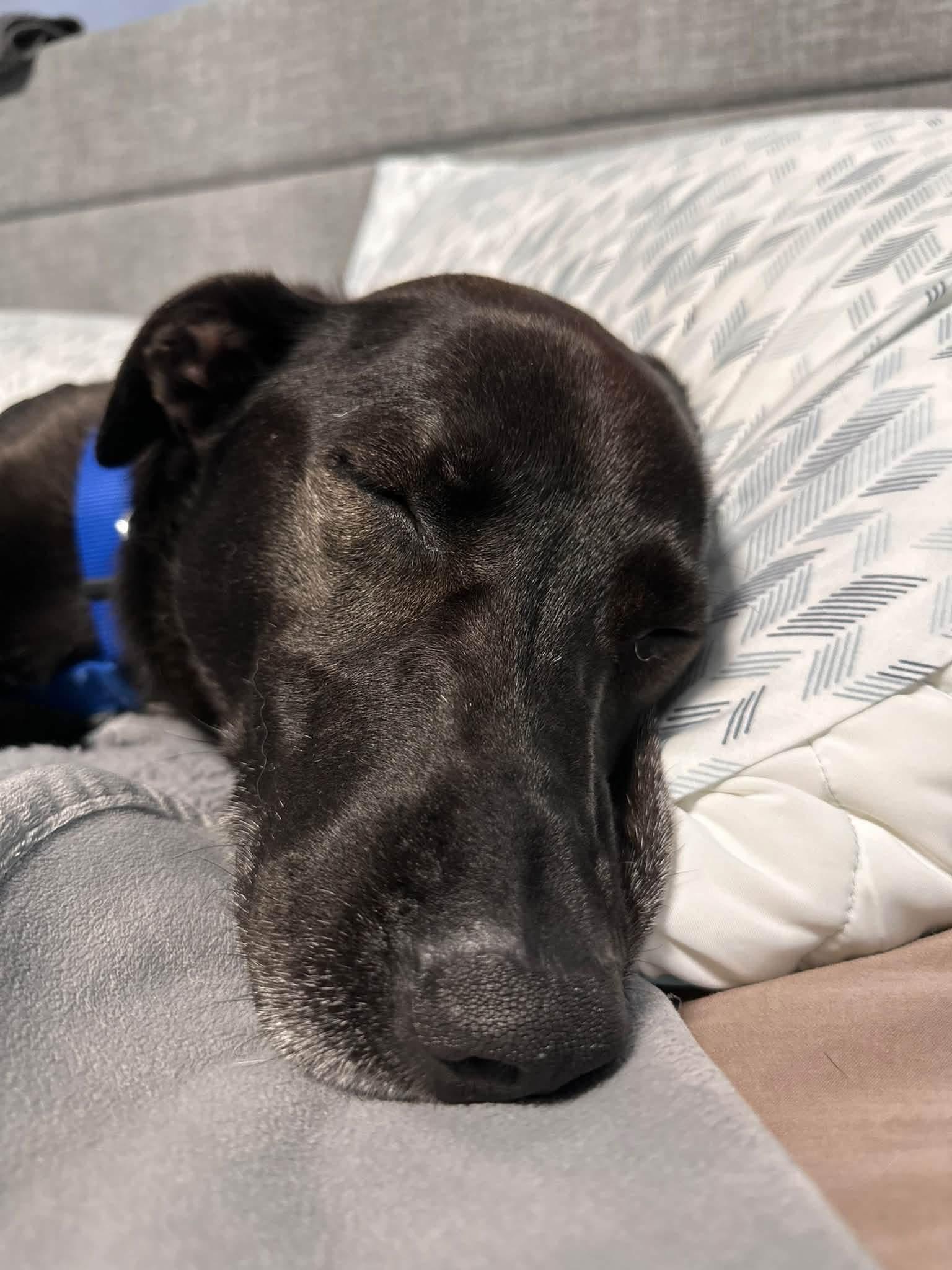 Enlarge Lego, a Adoptable mixed breed in Toronto, ON image 5/5