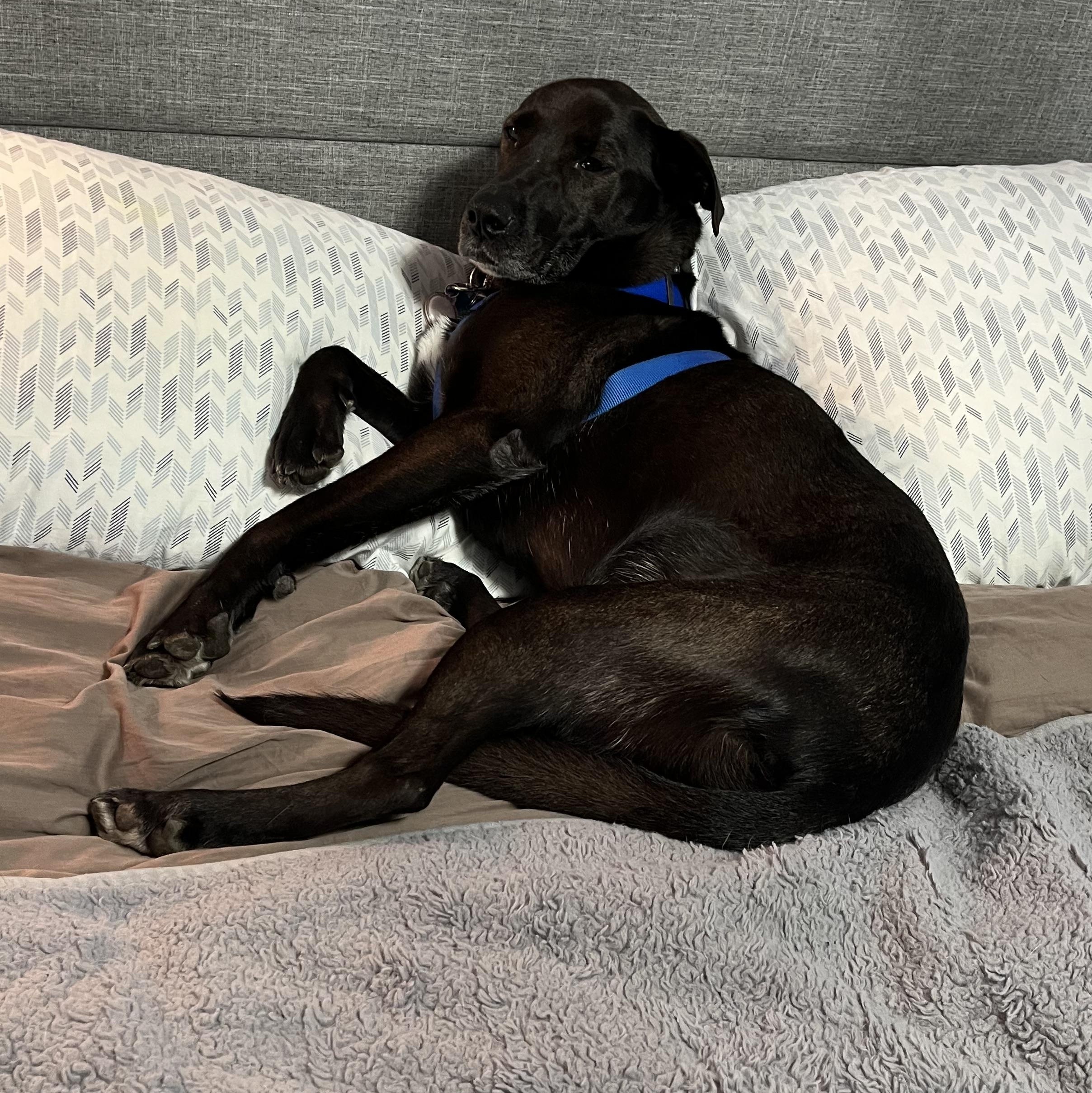 Enlarge Lego, a Adoptable mixed breed in Toronto, ON image 2/5