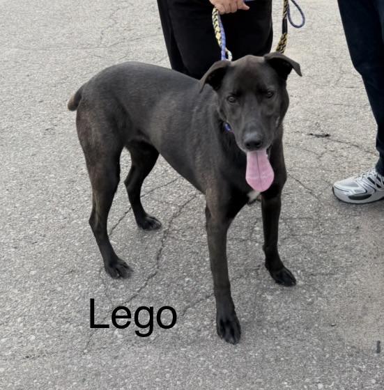 Enlarge Lego, a Adoptable mixed breed in Toronto, ON image 1/5