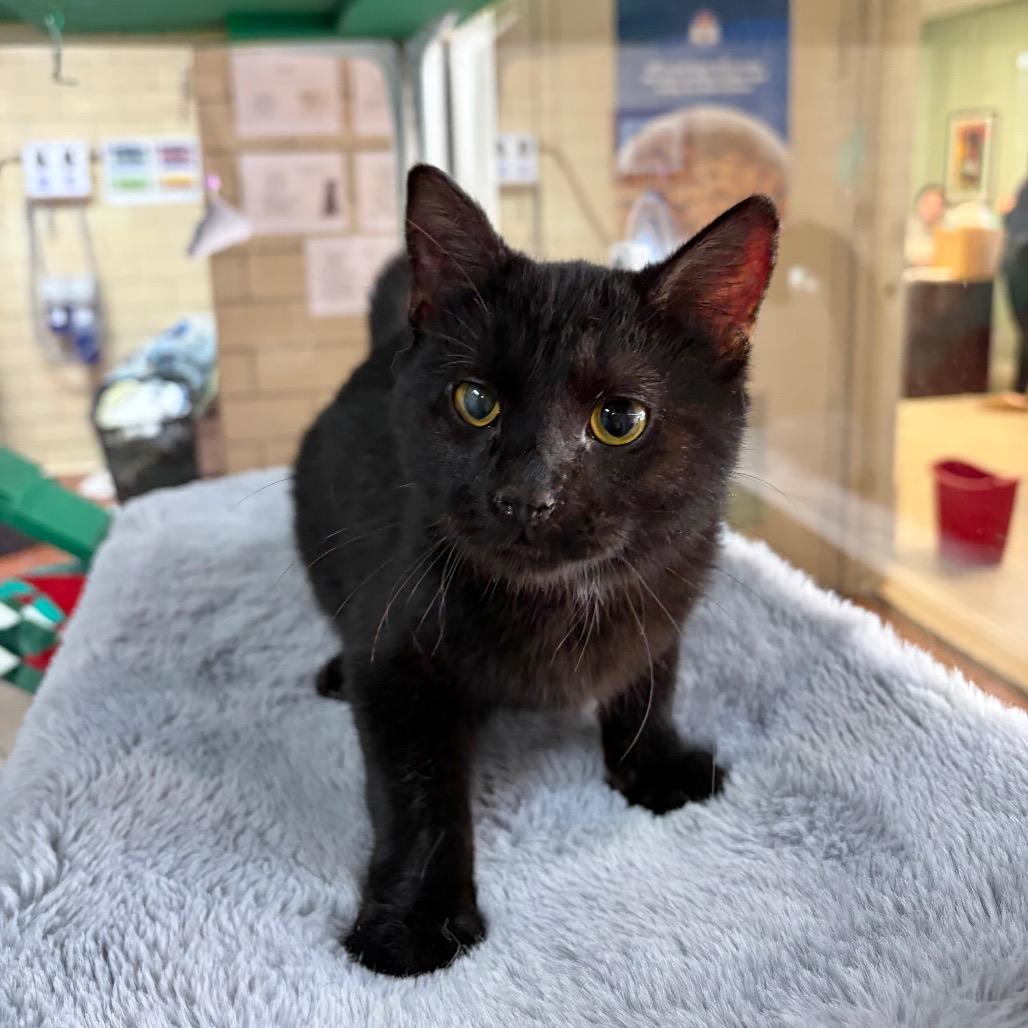 Enlarge Abigail, a Adoptable Domestic Short Hair in West Point, MS image 1/6