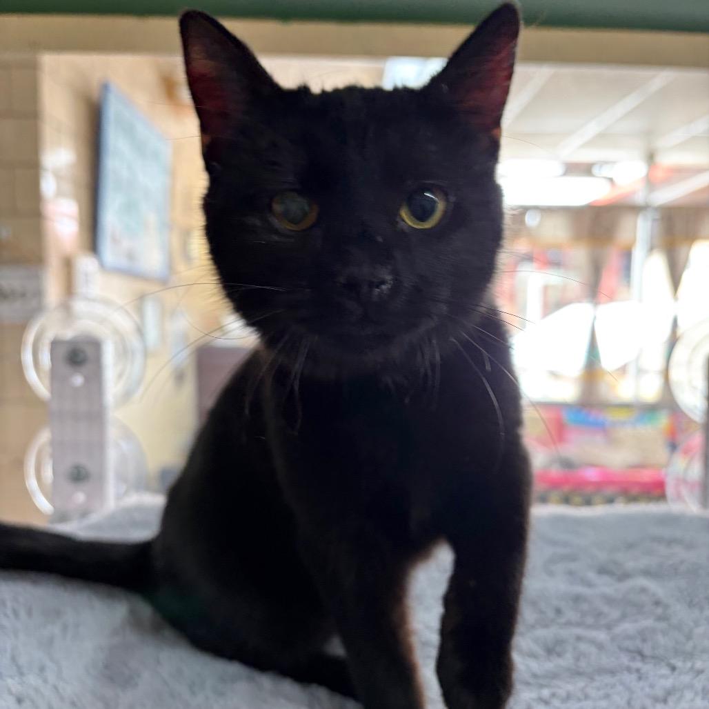 Enlarge Abigail, a Adoptable Domestic Short Hair in West Point, MS image 2/6