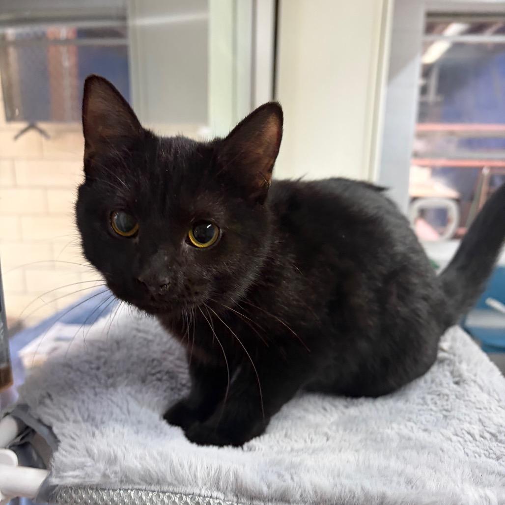 Enlarge Abigail, a Adoptable Domestic Short Hair in West Point, MS image 3/6