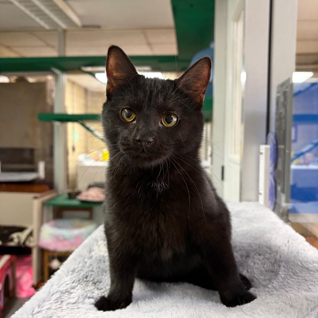 Enlarge Abigail, a Adoptable Domestic Short Hair in West Point, MS image 4/6