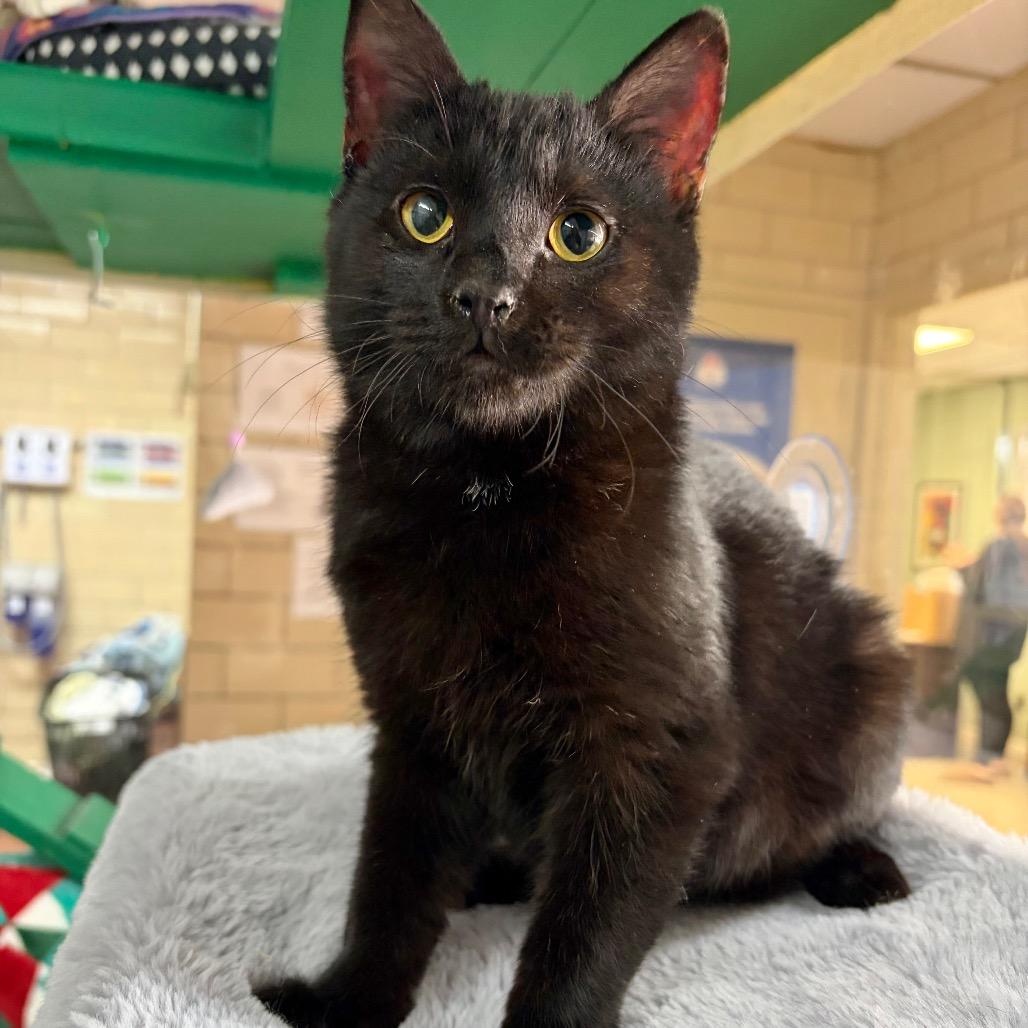 Enlarge Abigail, a Adoptable Domestic Short Hair in West Point, MS image 5/6