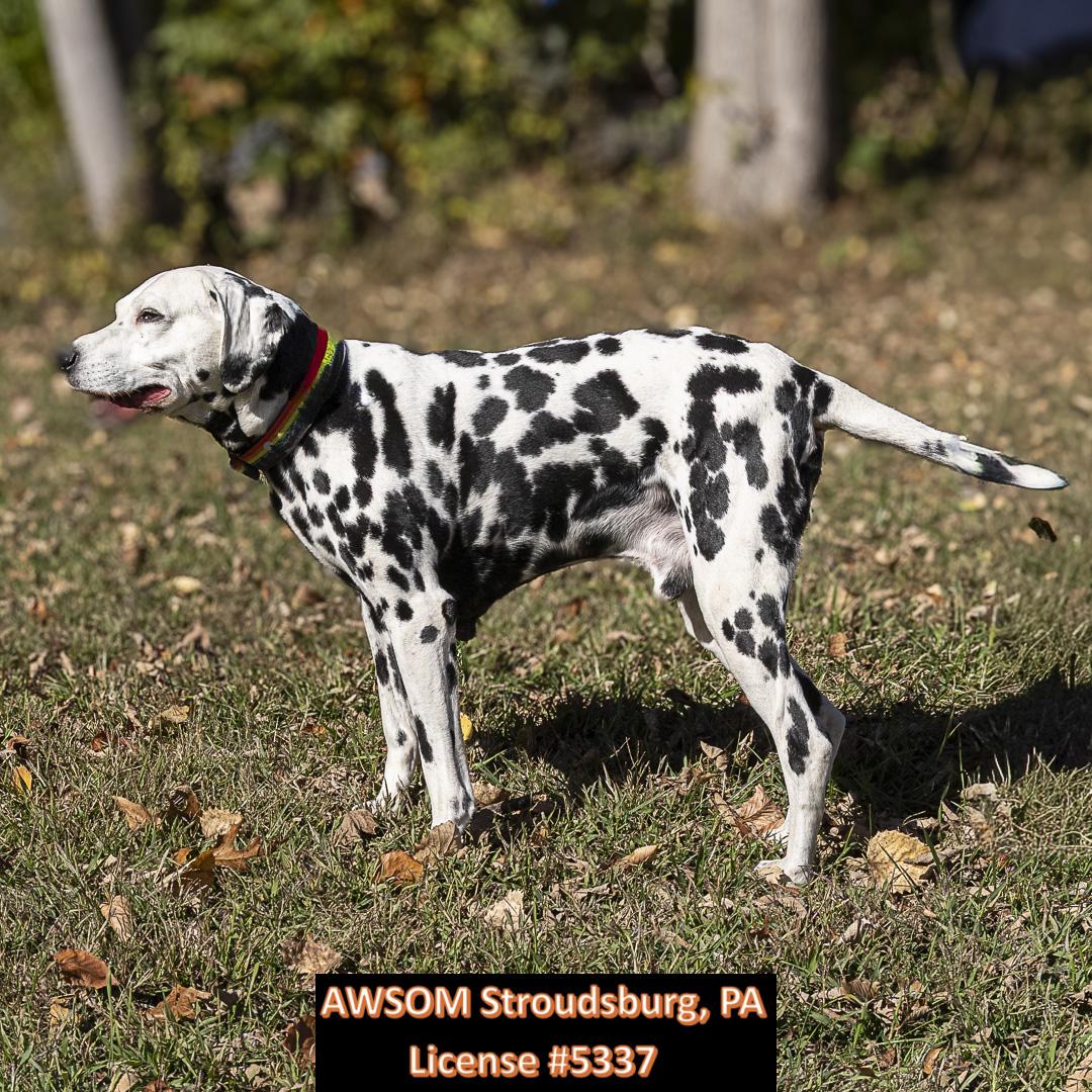 Buddy Boy, a Adoptable mixed breed in Stroudsburg, PA image 1/3