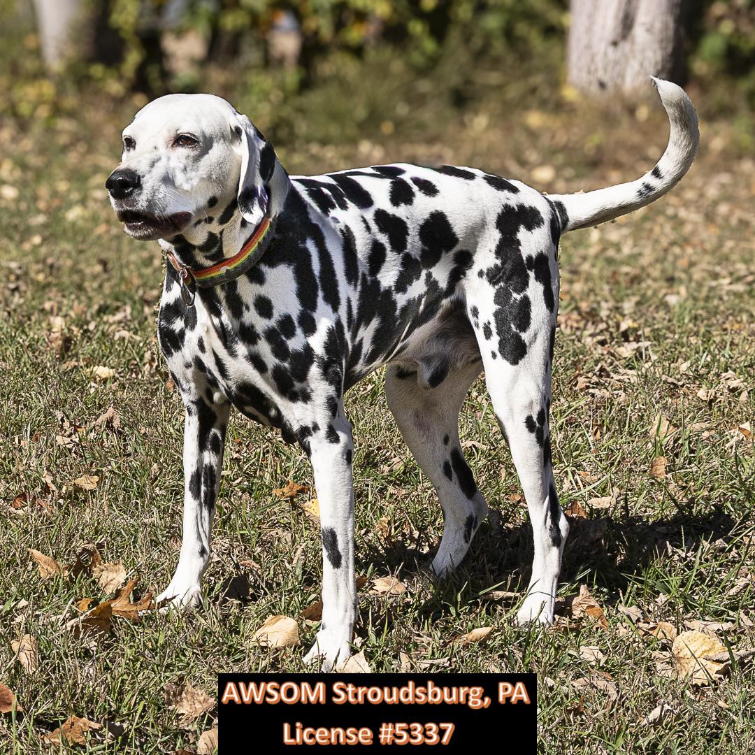 Buddy Boy, a Adoptable mixed breed in Stroudsburg, PA image 2/3