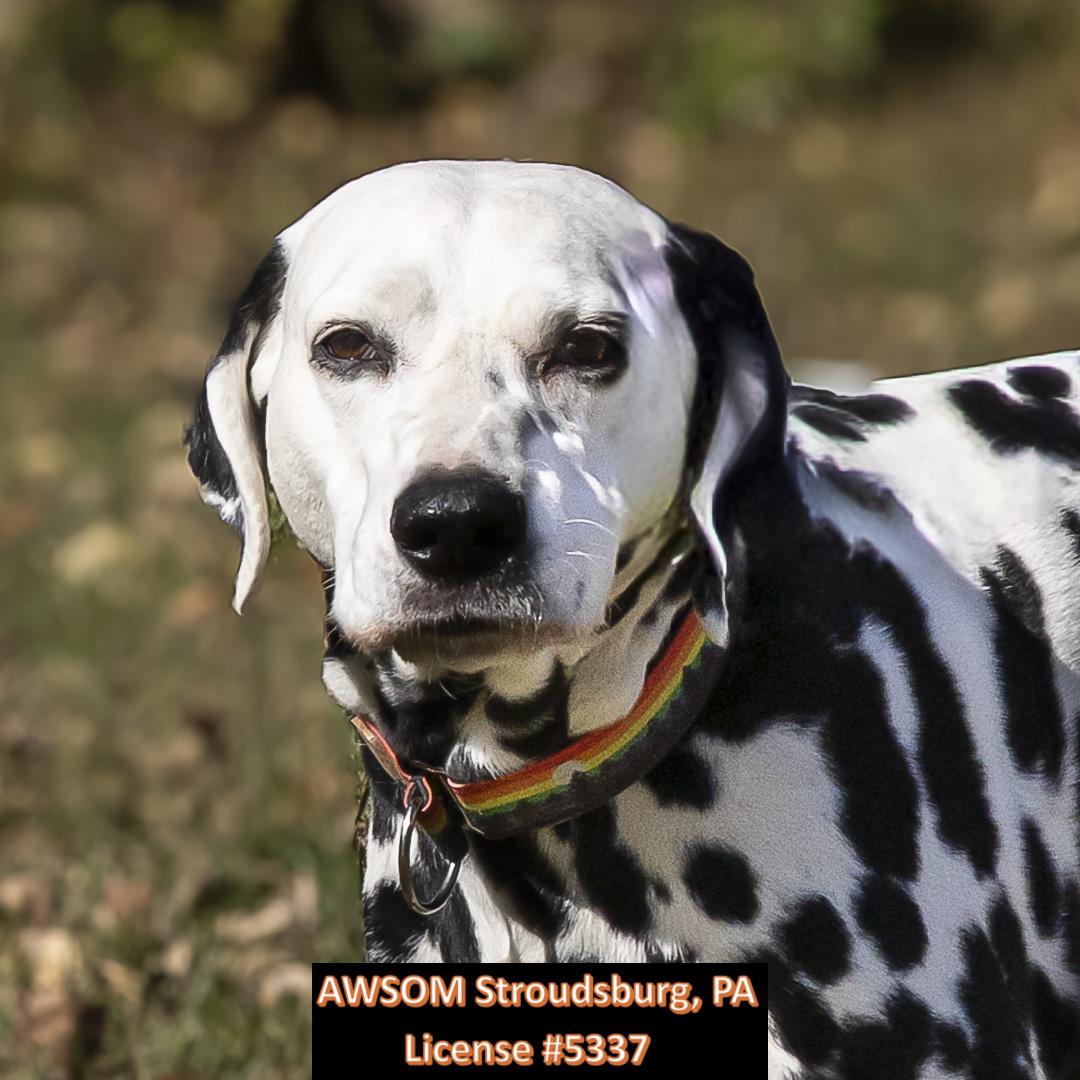 Buddy Boy, Adoptable, Adult Male Dalmatian.