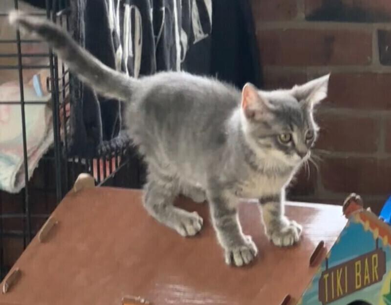 Enlarge Pebbles, a Adoptable Domestic Short Hair in Adrian, MI image 1/1