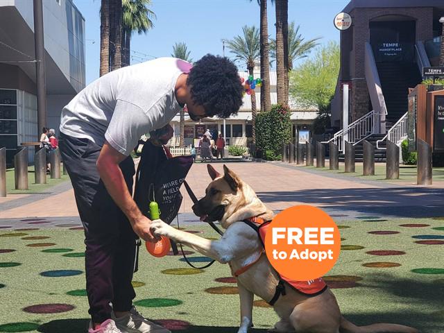 Enlarge ALFIE, a Adoptable German Shepherd Dog in Phoenix, AZ image 1/1