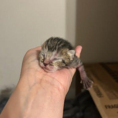 Oatmeal Raisin, Adoptable, Kitten Male Domestic Short Hair.