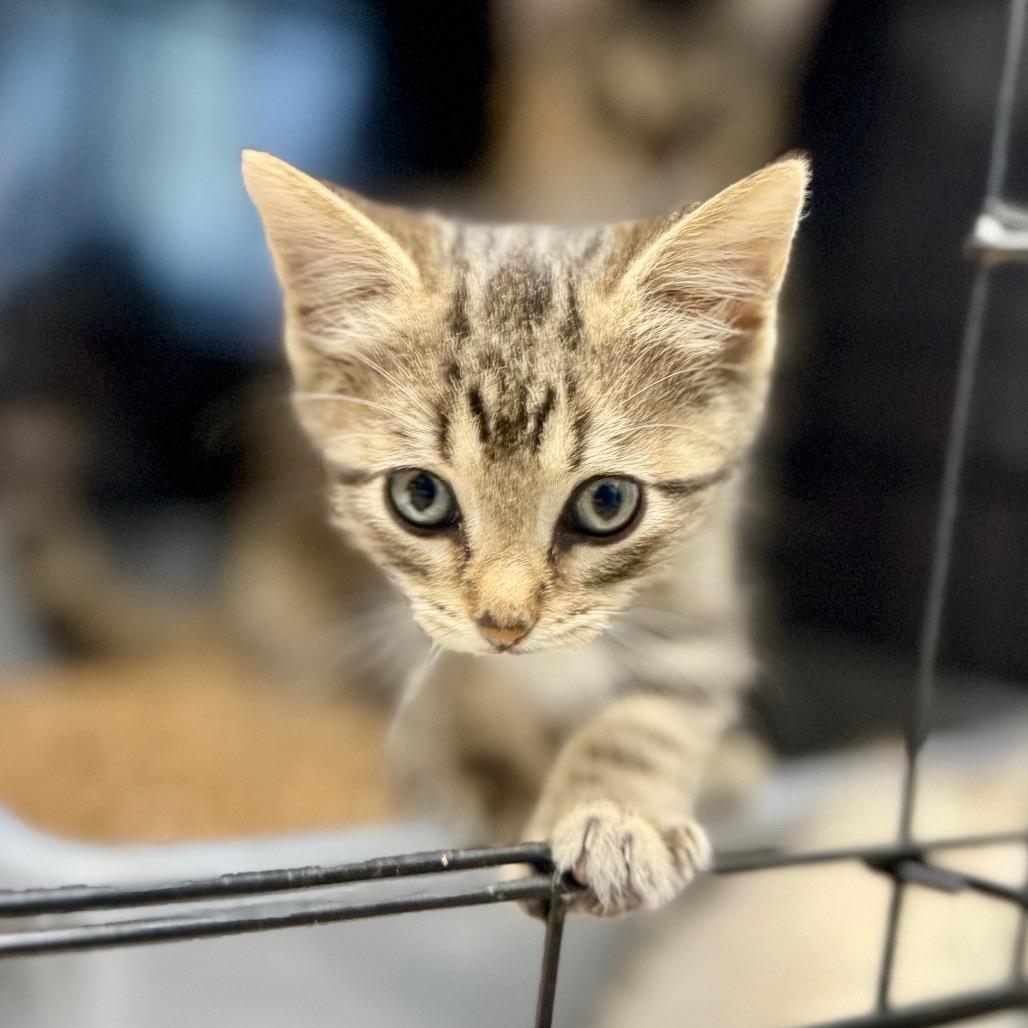 Enlarge Oatmeal Raisin, a Adoptable Domestic Short Hair in Fredericksburg, TX image 2/3