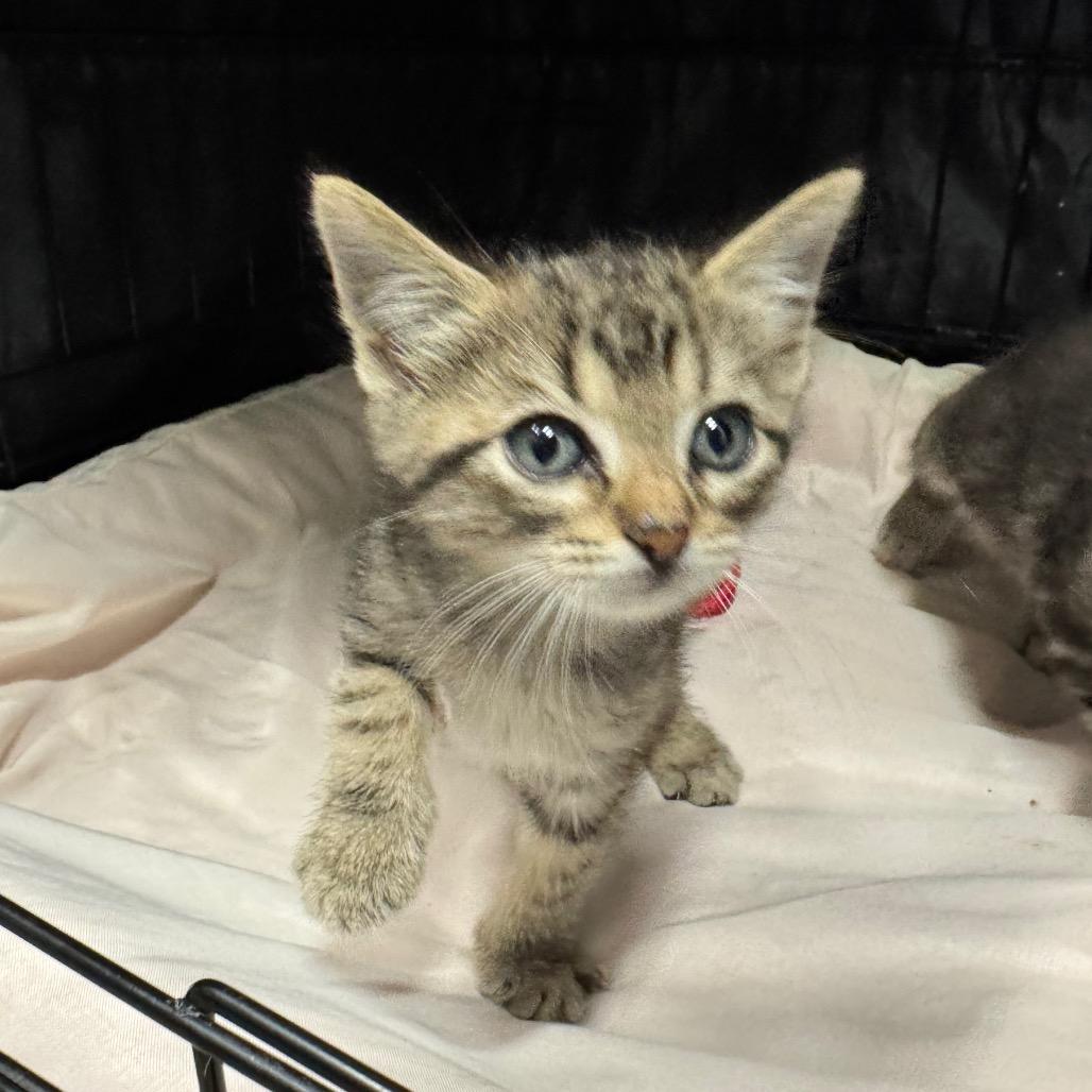 Enlarge Oatmeal Raisin, a Adoptable Domestic Short Hair in Fredericksburg, TX image 3/3