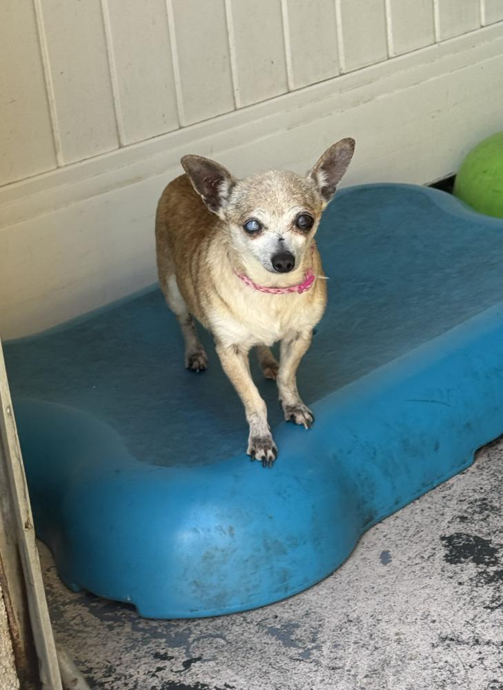 Leverne & Shirely, Adoptable, Senior Female Chihuahua.