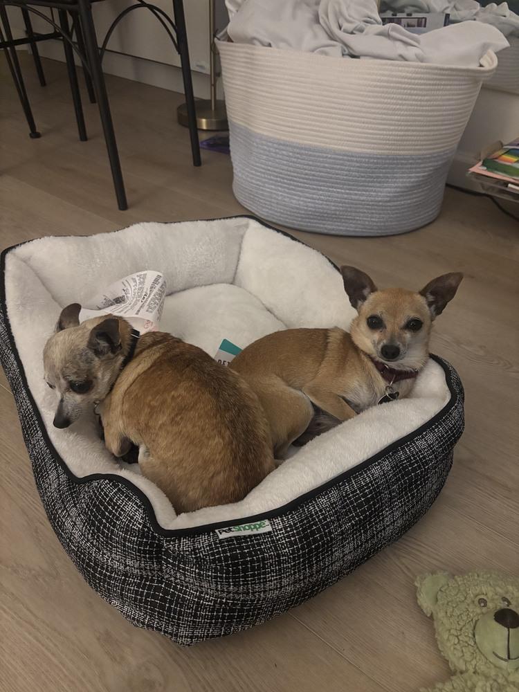 Leverne & Shirely, a Adoptable Chihuahua in Manhattan, NY image 2/3