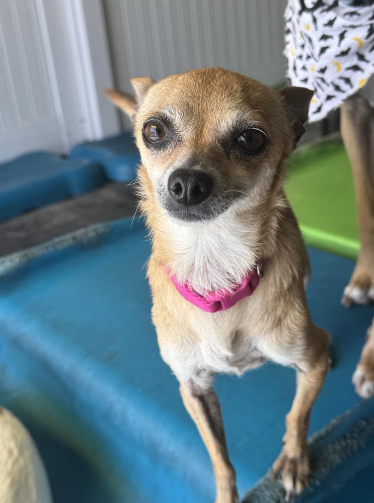 Leverne & Shirely, a Adoptable Chihuahua in Manhattan, NY image 3/3