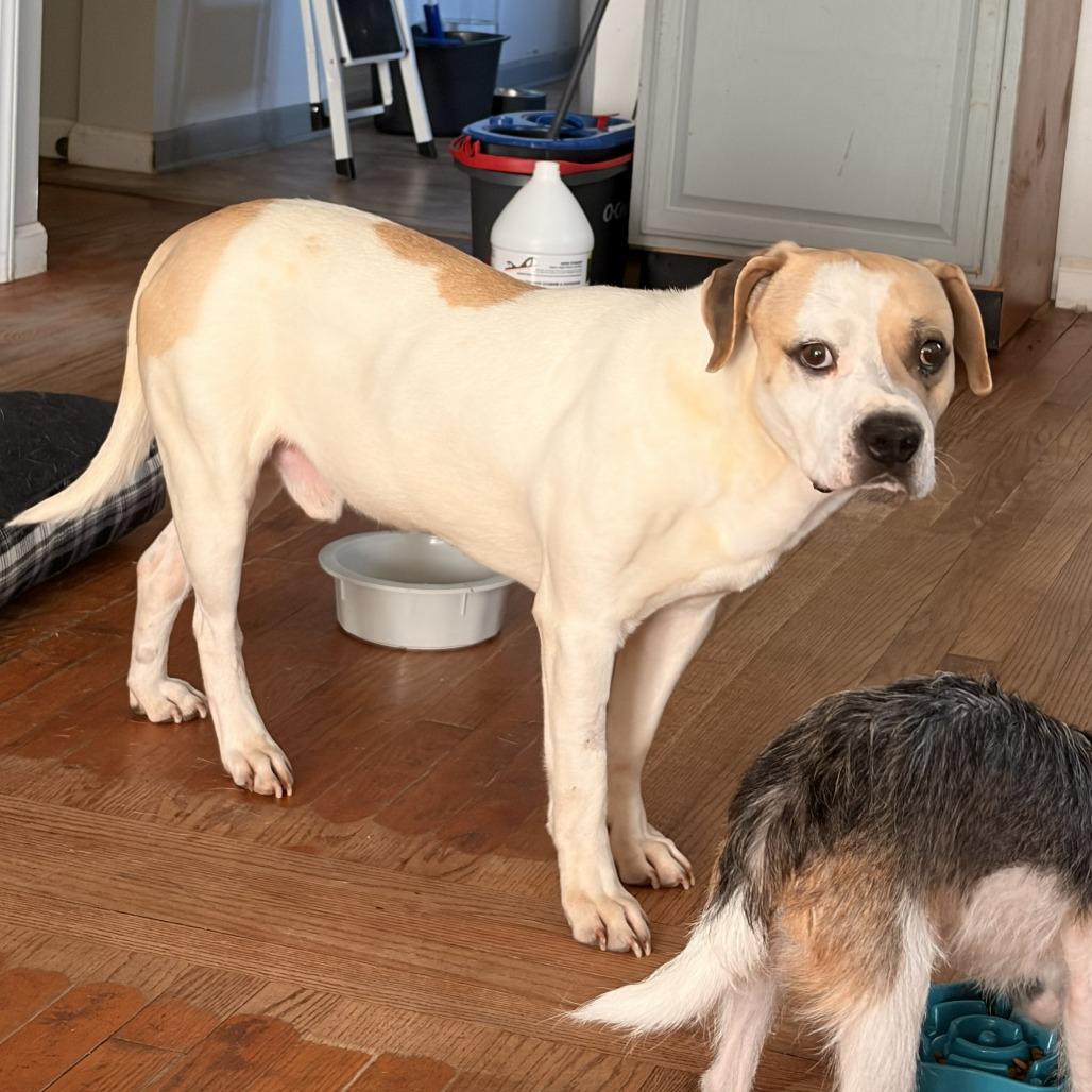 Otis, a Adoptable American Staffordshire Terrier in Franklin, NC image 1/4