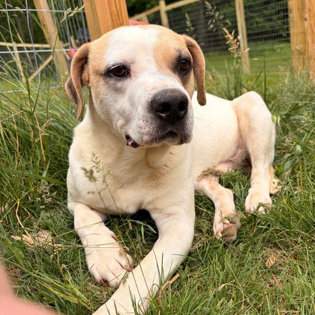 Otis, Adoptable, Adult Male American Staffordshire Terrier.