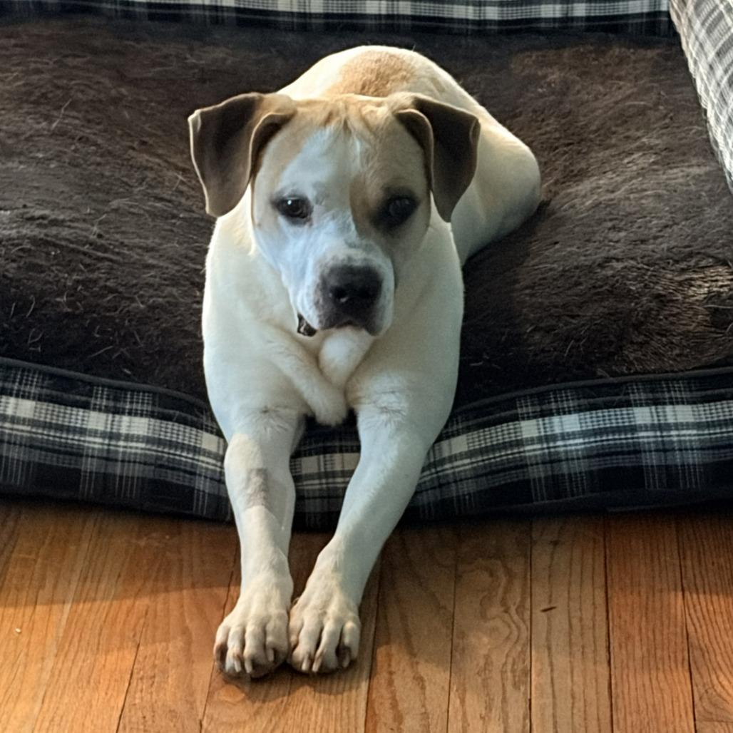Otis, a Adoptable American Staffordshire Terrier in Franklin, NC image 3/4
