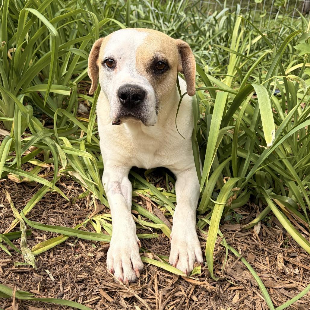 Otis, a Adoptable American Staffordshire Terrier in Franklin, NC image 4/4