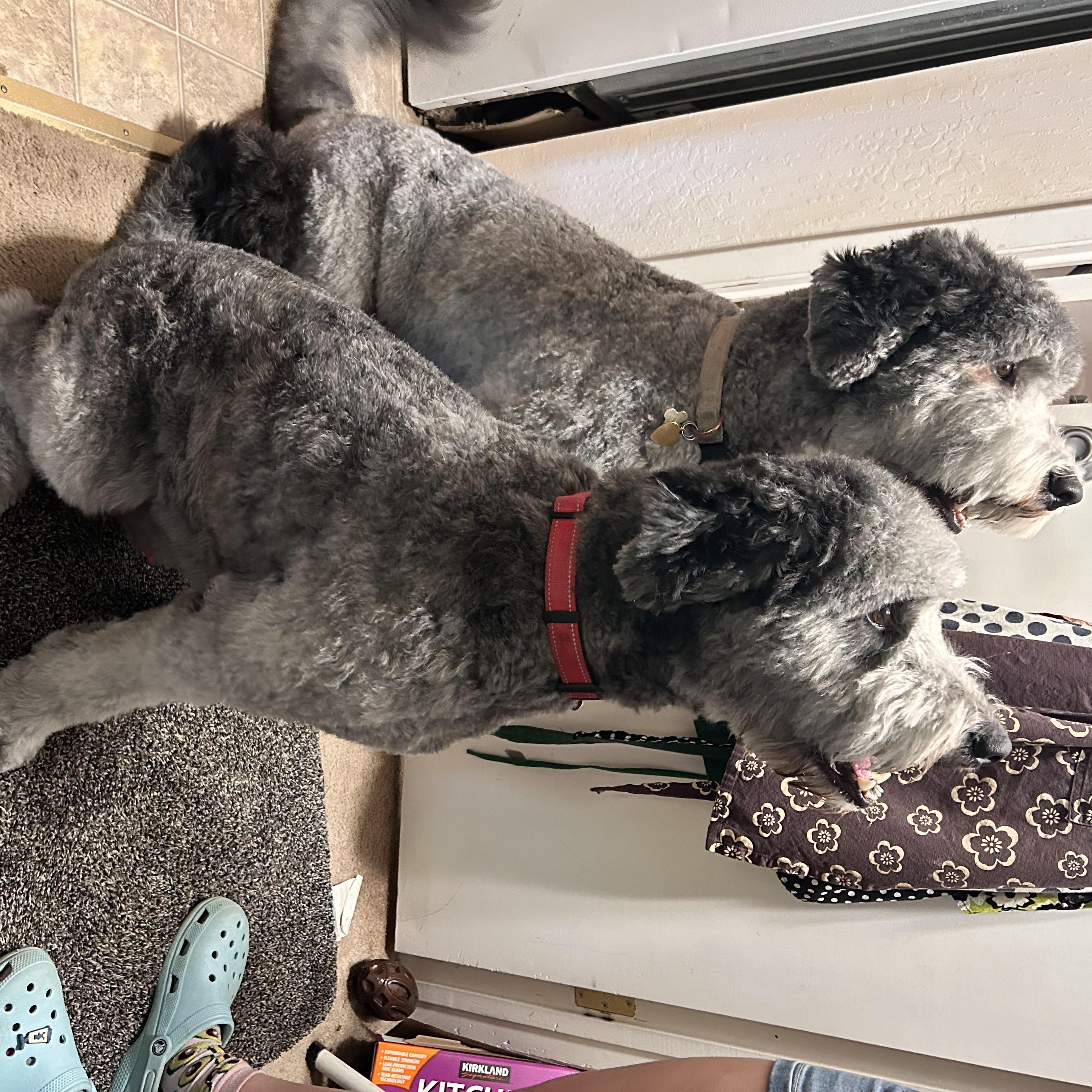 Enlarge Kevin and Dwayne, a Adoptable mixed breed in San Diego, CA image 1/1