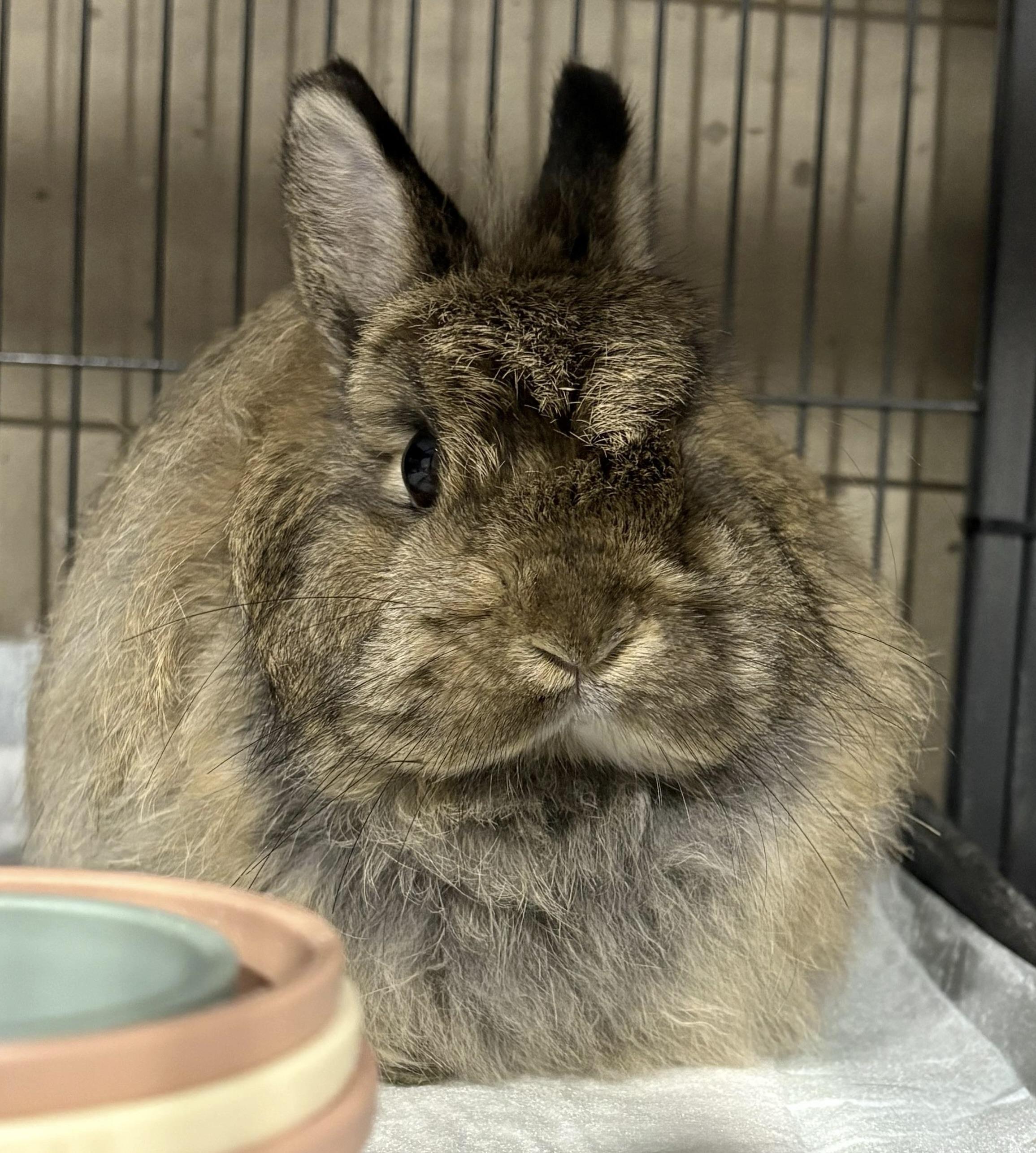 Becky with the good hare, Adoptable, Young Female Jersey Wooly.