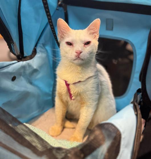 Neptune, an adoptable American Shorthair in Albuquerque, NM, 87199 | Photo Image 2