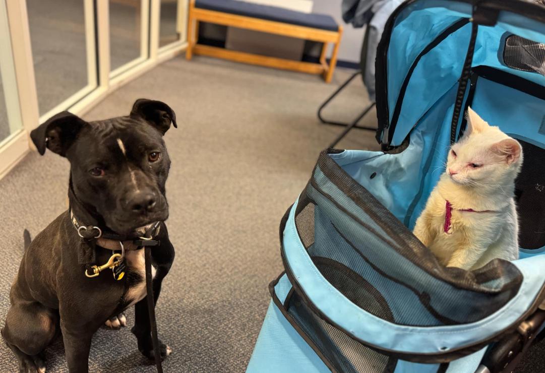 Neptune, an adoptable American Shorthair in Albuquerque, NM, 87199 | Photo Image 6