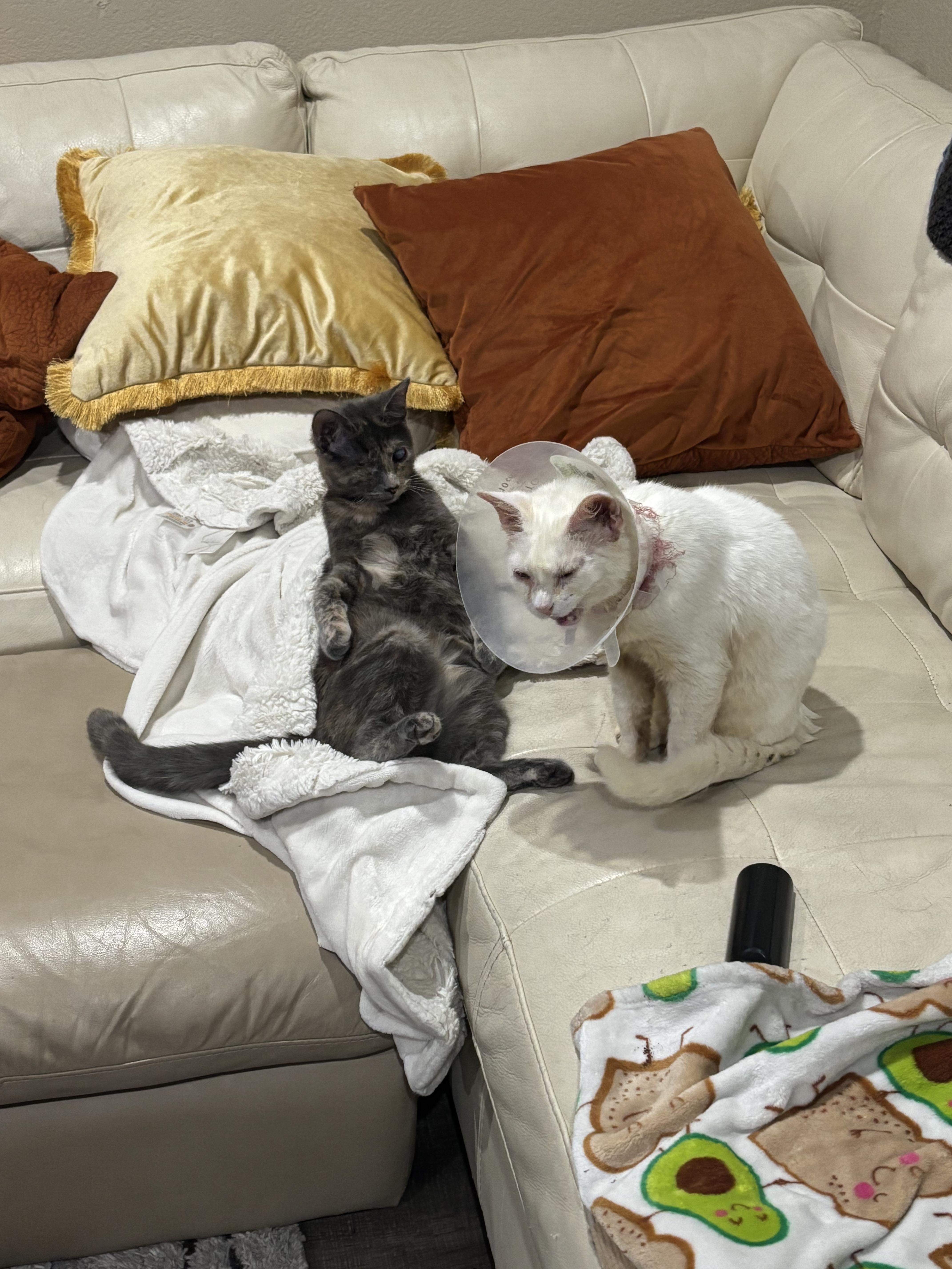 Neptune, an adoptable American Shorthair in Albuquerque, NM, 87199 | Photo Image 3