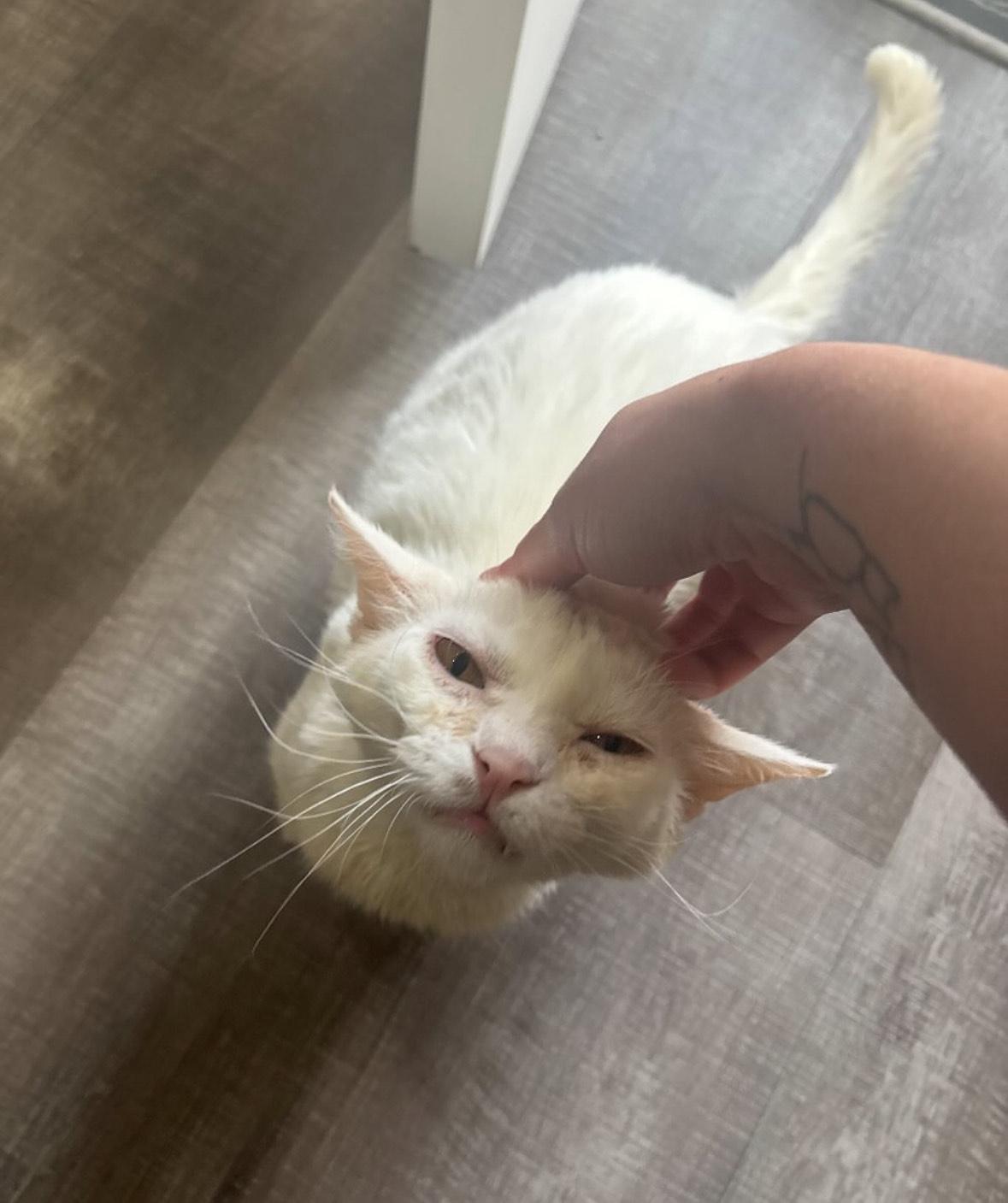 Neptune, an adoptable American Shorthair in Albuquerque, NM, 87199 | Photo Image 5