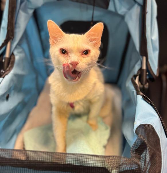 Neptune, an adoptable American Shorthair in Albuquerque, NM, 87199 | Photo Image 1