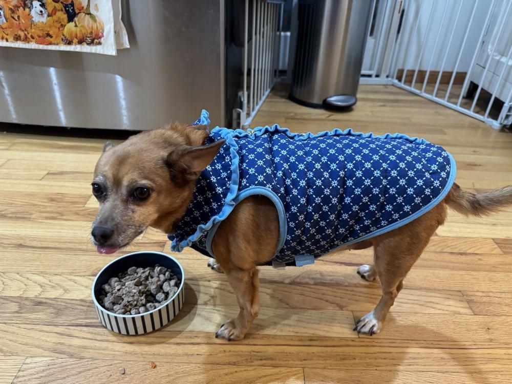 Sunny, Adoptable, Senior Female American Bulldog.