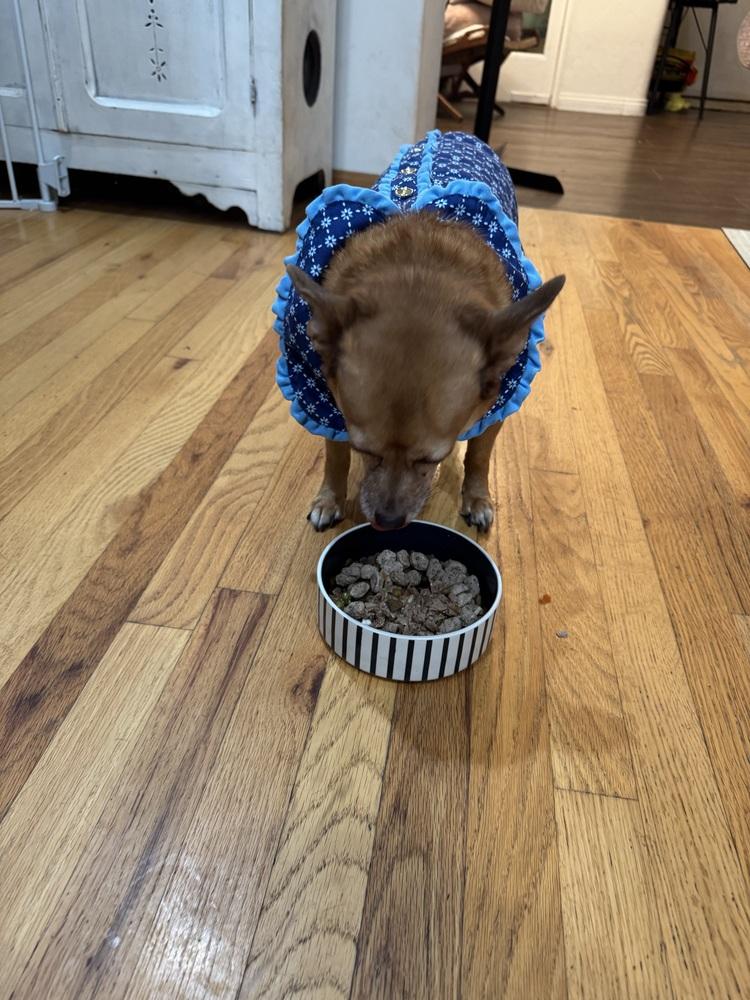 Sunny, a Adoptable American Bulldog image 2/3