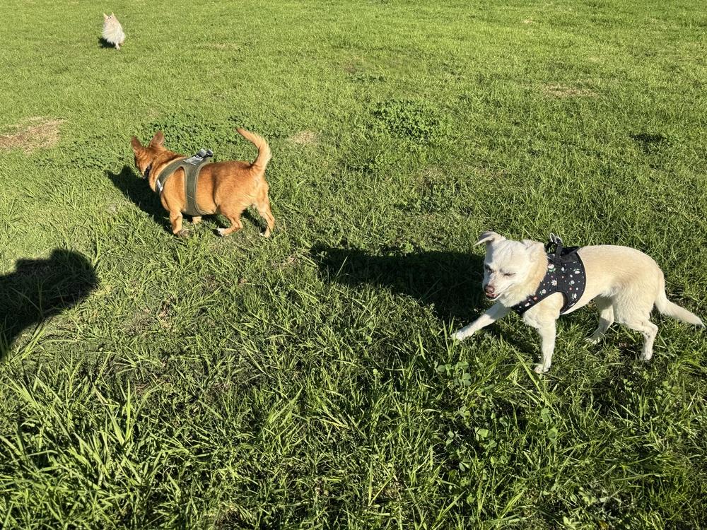 Sunny, a Adoptable American Bulldog image 3/3