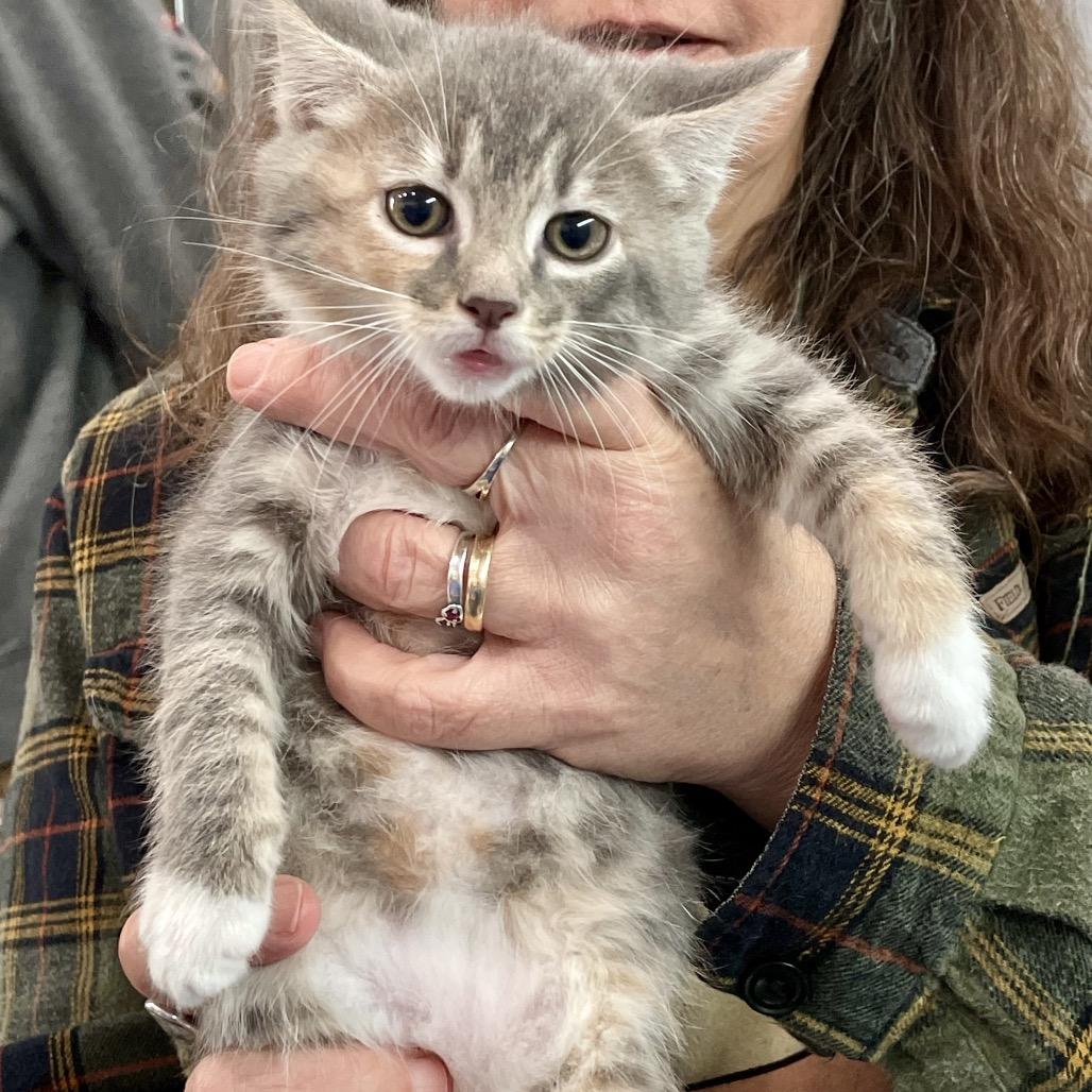 Shira, Adoptable, Kitten Female Domestic Medium Hair.