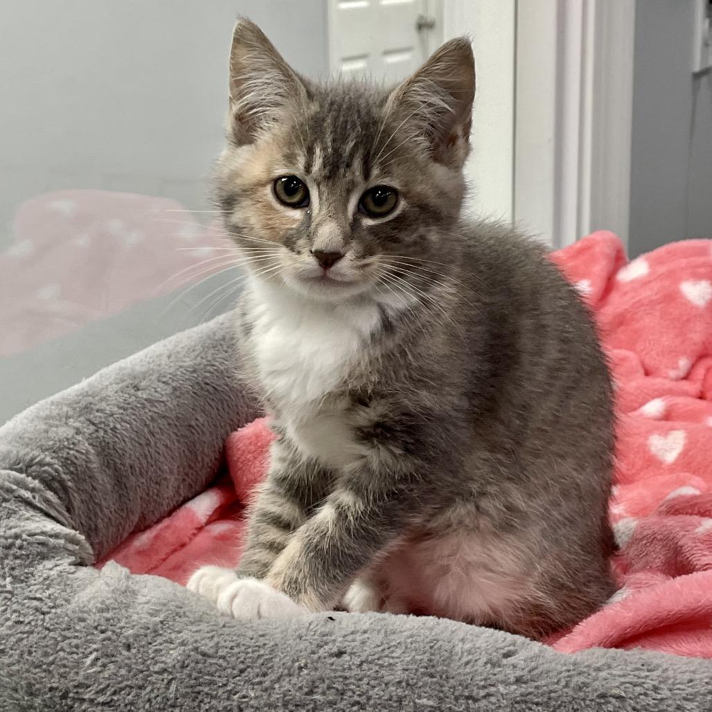 Shira, a Adoptable Domestic Medium Hair in Fairmont, WV image 2/2