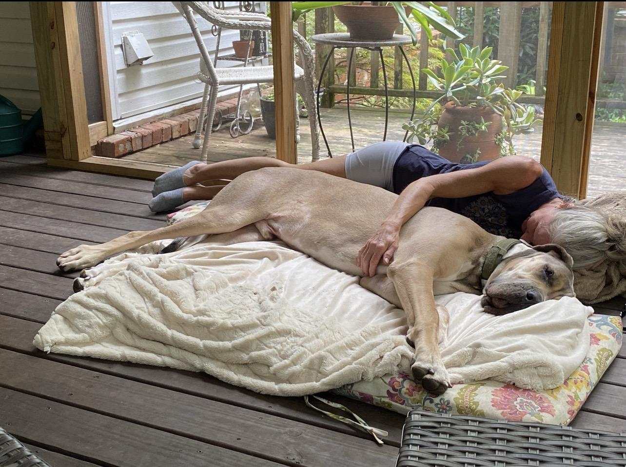 Lenny, a ADOPTABLE Great Dane in Bonneau, SC image 2/6