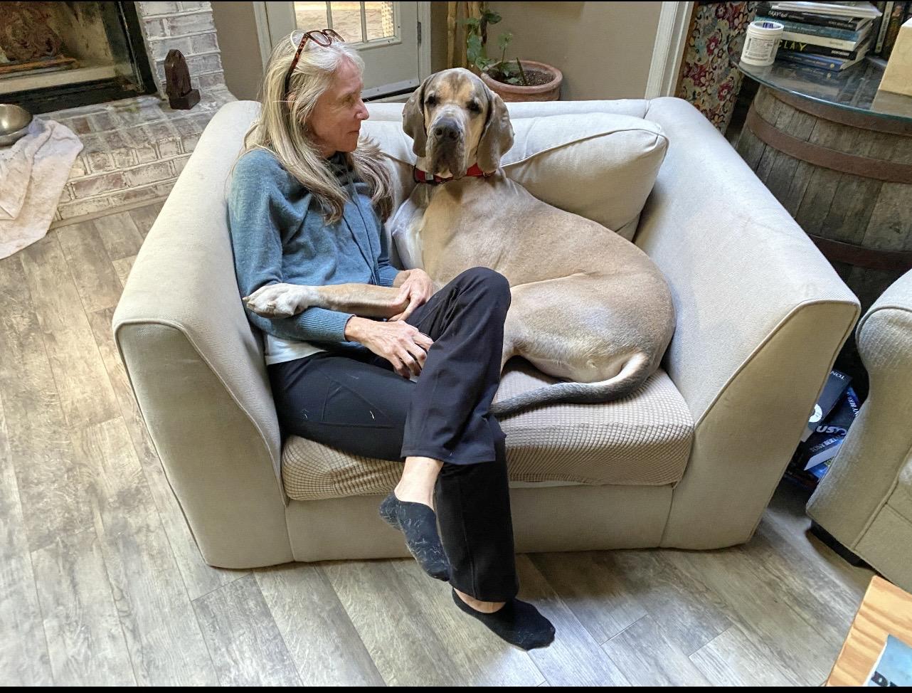 Lenny, a ADOPTABLE Great Dane in Bonneau, SC image 6/6